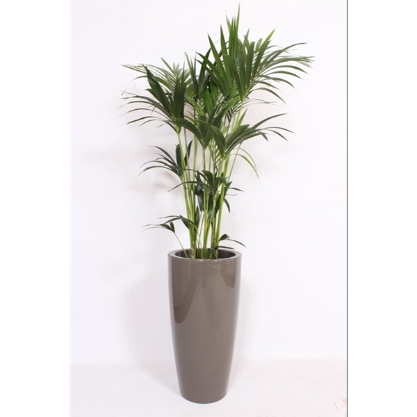 <h4>Howea Forsteriana in Santorini pot "taupe"</h4>