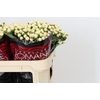 Hypericum Cool Romance