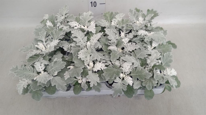 <h4>Jacobaea maritima</h4>