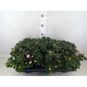 Rhododendron sim. 'Hulsten'