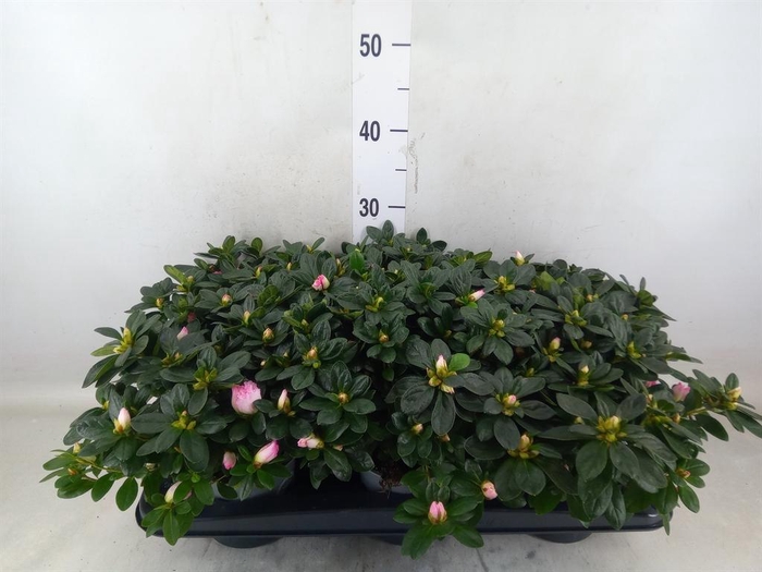 <h4>Rhododendron sim. 'Hulsten'</h4>