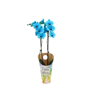 Enjoy Potcover Phal I Am Ocean Blue 2T14+