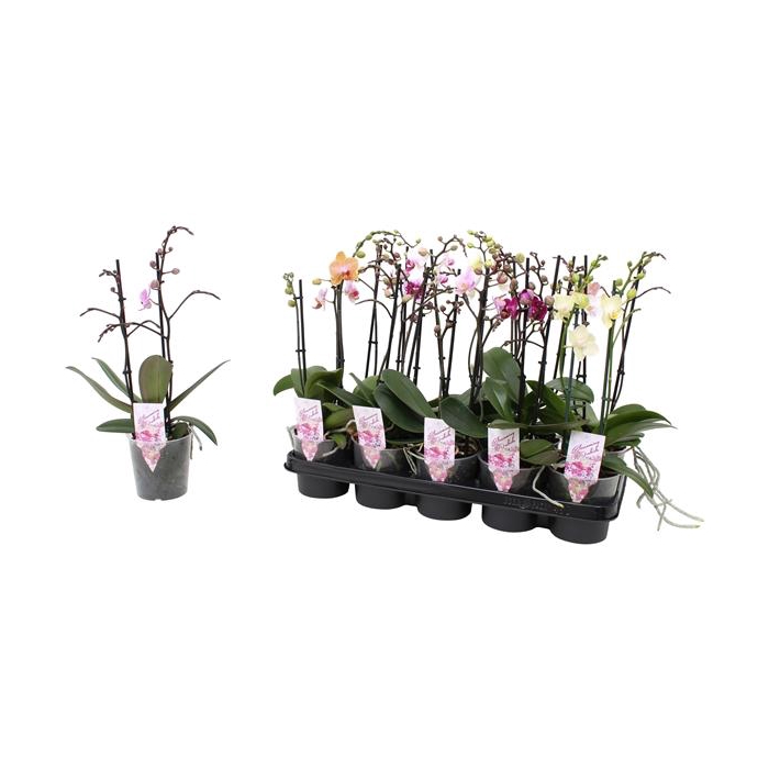 <h4>Phal. Multiflora 2-tak mix "Colourfull" 22+ 5 kleuren</h4>