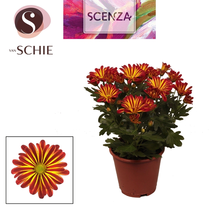 Chrysant Rainbow Circus