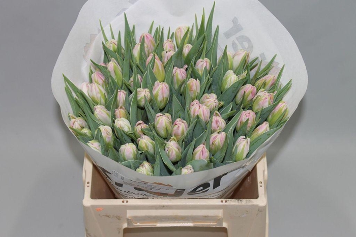 <h4>Tulipa do dotcom</h4>