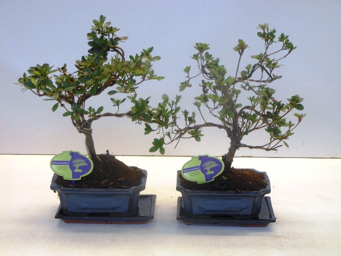 <h4>rhododendron indicum, 20 shape, with drip tray</h4>
