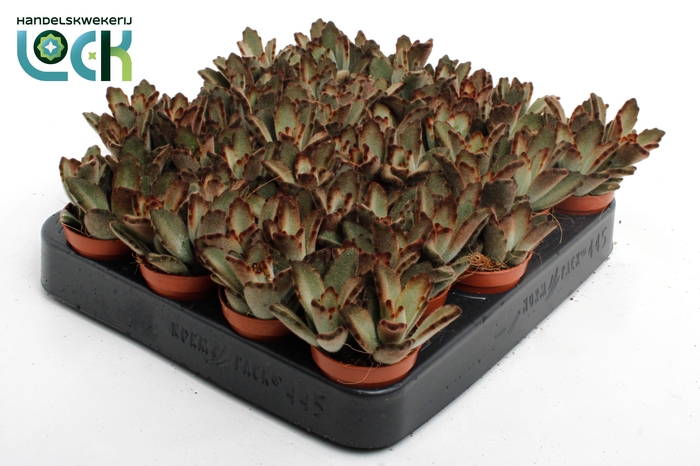 <h4>KALANCHOE TOMENTOSA</h4>