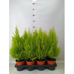 Cupressus macro. 'Goldcrest Wilma'