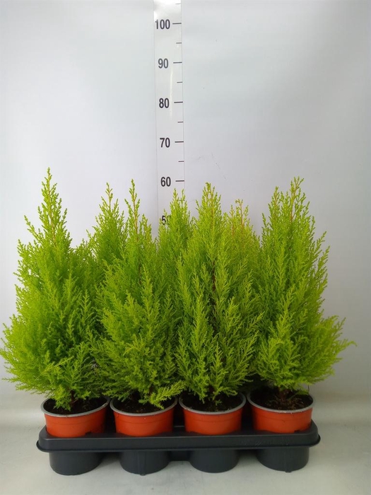 <h4>Cupressus macro. 'Goldcrest Wilma'</h4>