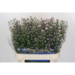 Aster Claudia