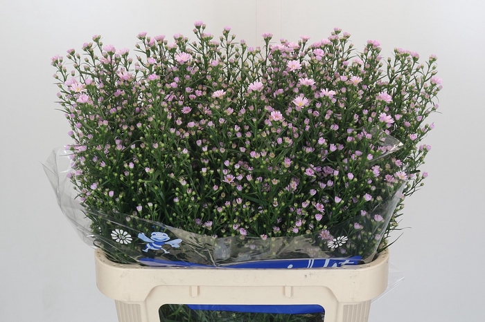 <h4>Aster Claudia</h4>