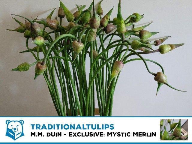 <h4>Allium Ov</h4>