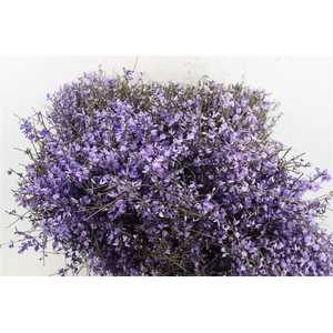 Ginster 400gr Milka P Bunch