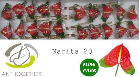 <h4>Anthurium Narita</h4>