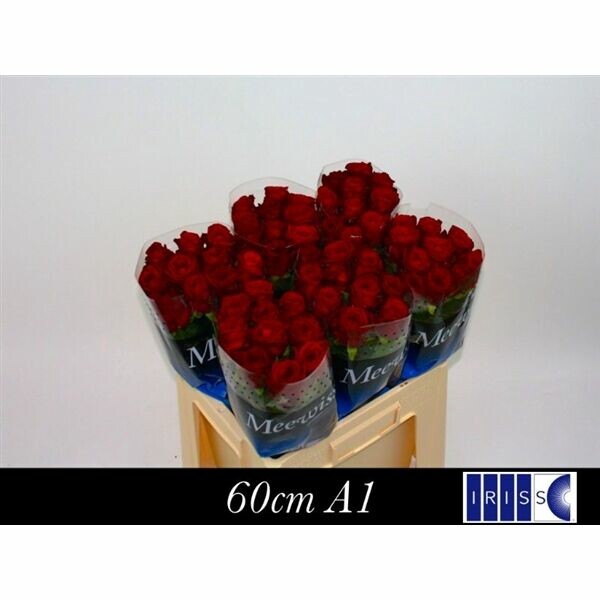 <h4>Rosa gr Red Naomi!</h4>