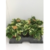 PEP OBT VARIEGATA