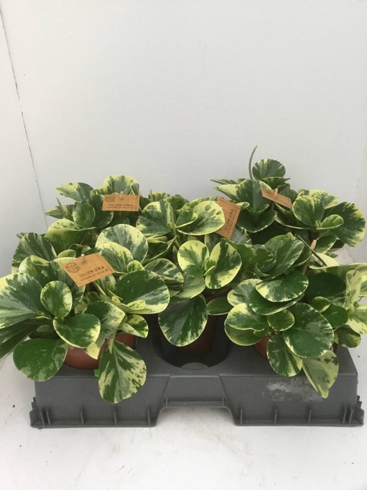 PEP OBT VARIEGATA