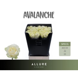 R GR AVALANCHE+