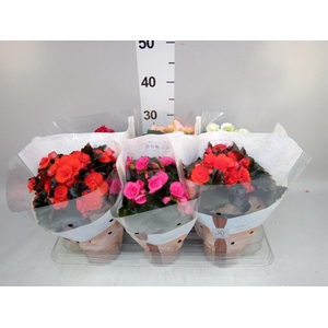 Begonia elat. DU   ...mix
