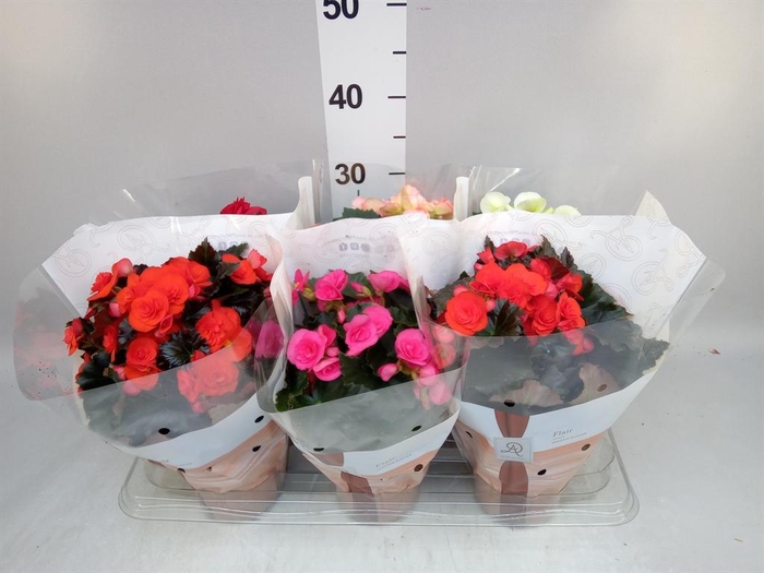 <h4>Begonia elat. DU   ...mix</h4>