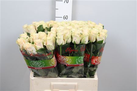 <h4>Rosa GR 'Charmant'</h4>