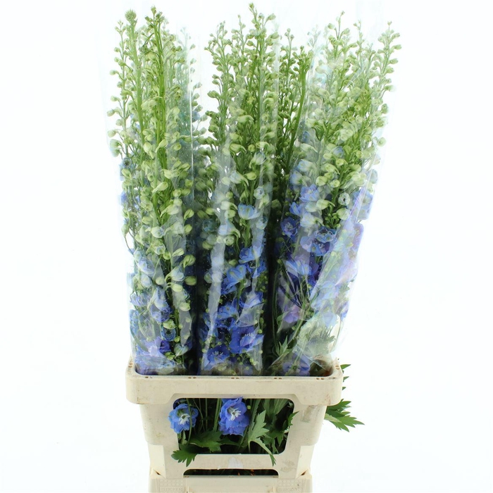 <h4>Delphinium Aurora Blue Super</h4>
