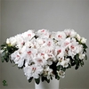 Azalea Flandresse® 'paars' 22 - 25 cm