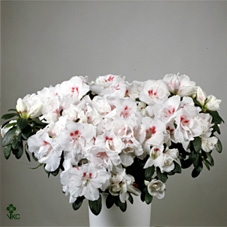 Azalea Flandresse® 'paars' 22 - 25 cm
