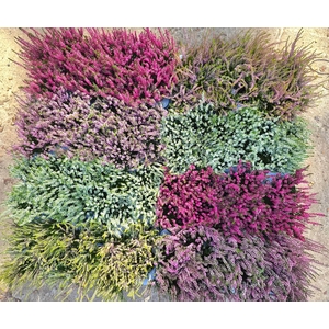 CALLU MIXK 6 KL