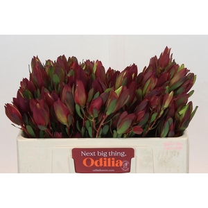 Leucadendron Senorita Spray