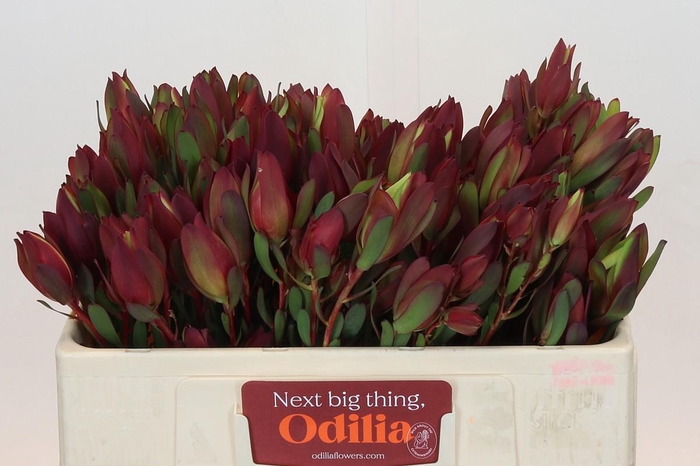 Leucadendron Senorita Spray