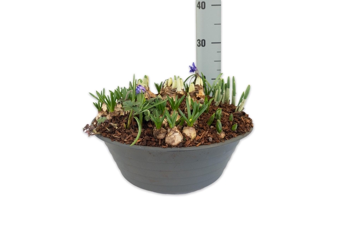 <h4>Mix Pot Divers P35</h4>