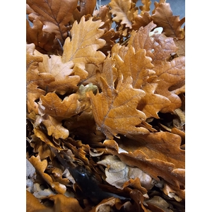 GESTABILISEERD EIK ORANJE