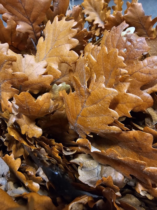 <h4>GESTABILISEERD EIK ORANJE</h4>