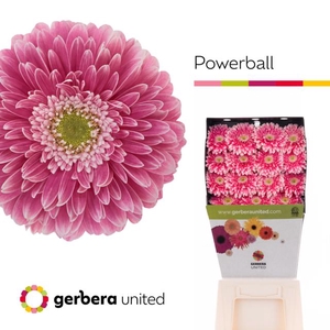 Gerbera diamond gerponi power ball