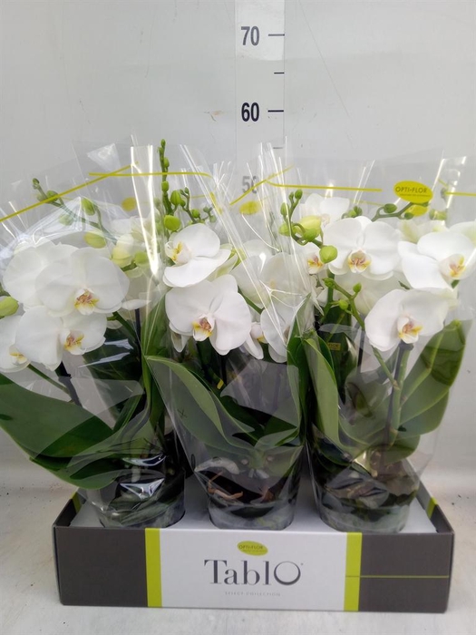 <h4>Phalaenopsis   ...white</h4>