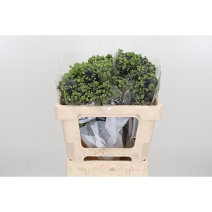 Eryng Pl Mag Purp St