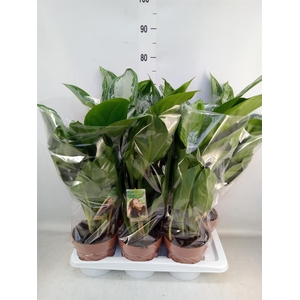 Aglaonema  'Silver Bay'