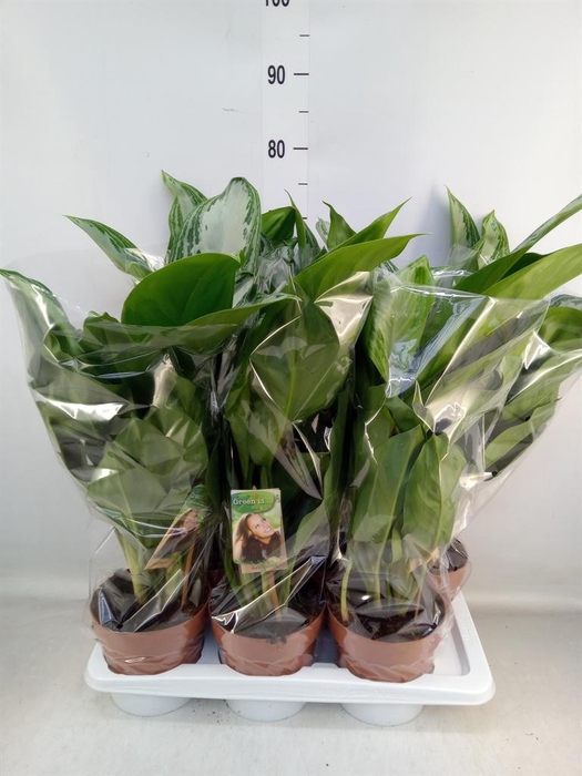 <h4>Aglaonema  'Silver Bay'</h4>