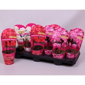 Paeonia 11CM mix Longlife