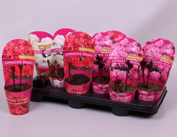 <h4>Paeonia 11CM mix Longlife</h4>