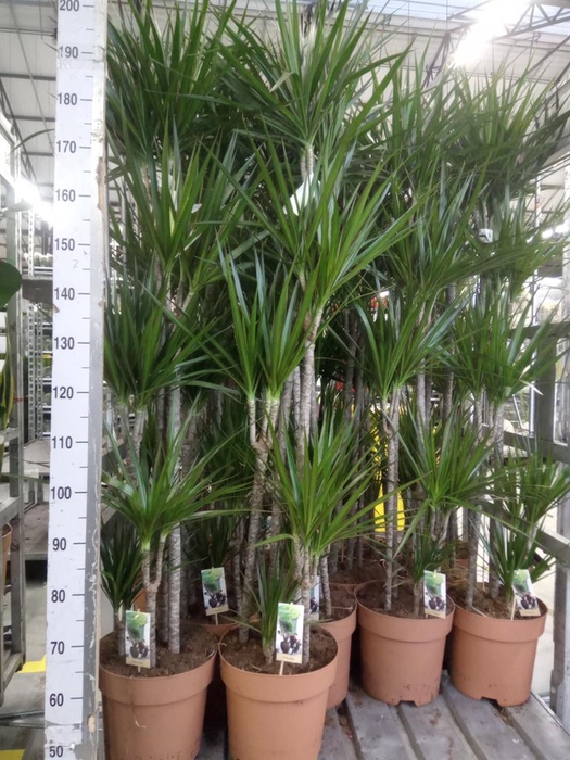<h4>Dracaena marg.</h4>