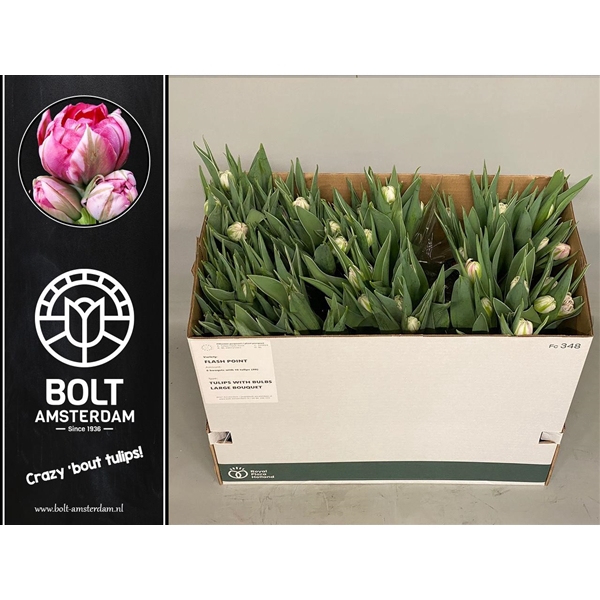 <h4>Flash Point - Tulips with bulbs - Large Bouquet - 10 Tulips</h4>