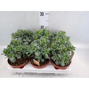 Crassula arborescens subsp. undilat