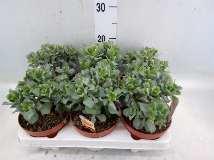 <h4>Crassula arborescens subsp. undilat</h4>