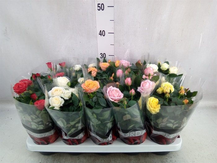 <h4>Rosa  'Kordana Grande'   ...mix</h4>