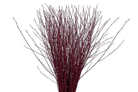 <h4>BETULA BS KLB H%</h4>