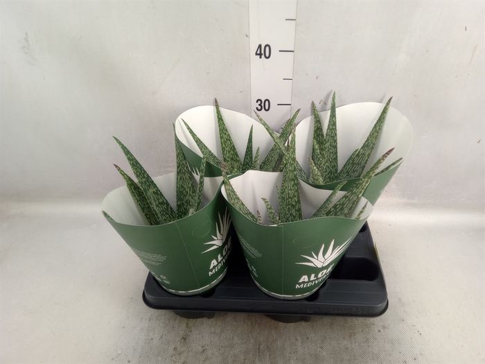 <h4>Aloe  'Meridiaan'</h4>