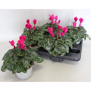 Cyclamen Super Serie XL Dark Violet