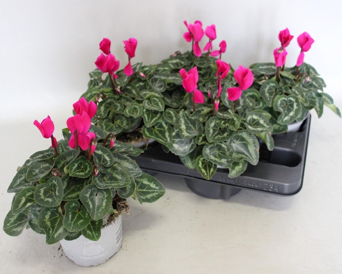 <h4>Cyclamen Super Serie XL Dark Violet</h4>